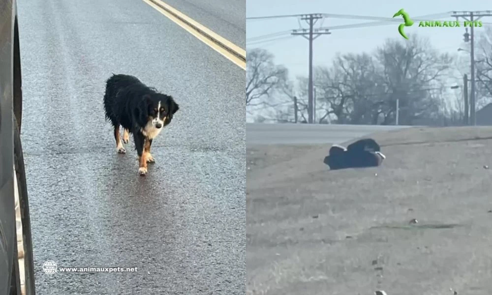 Une chienne Enceinte Tente d'Échapper au Froid