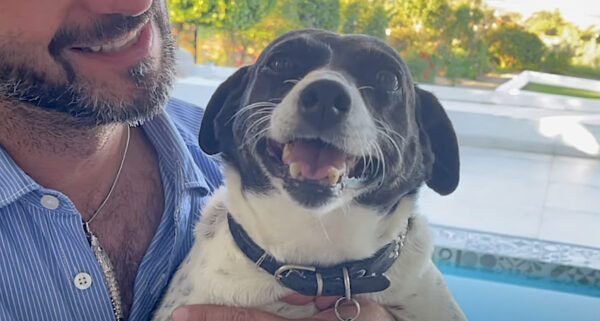 Unwanted Dog Beats Cancer And Gets Her Loving Forever Home