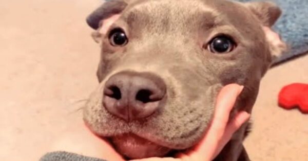 Unwanted Dog Now Has The Best Sister From Another Mother