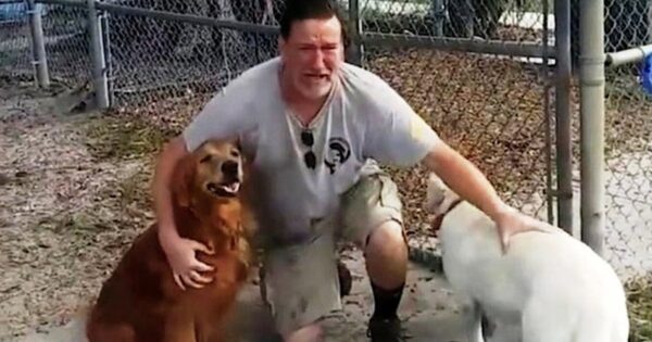 Veteran’s Service Dog Is Given Away While He’s In ICU, He Wakes Up Devastated