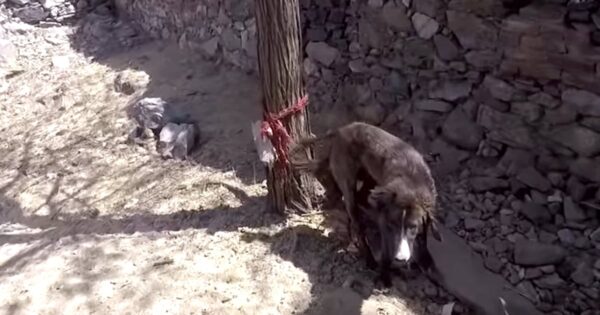 Villagers Find Injured Dog And Tie Him To A Tree So He Can’t Run Away