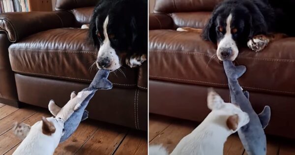 We Are All The Winners Of The Laziest Game Of Tug-Of-War