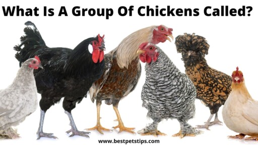 What Is A Group Of Chickens Called? All You Need To Know