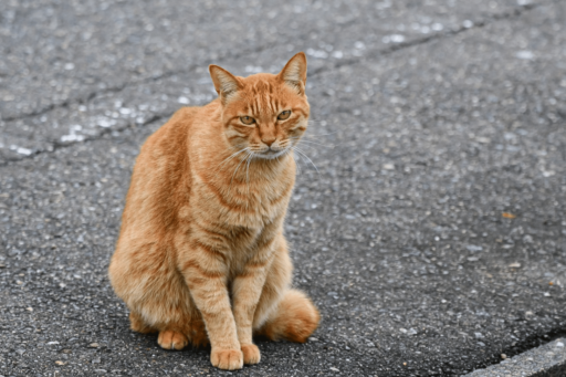 Why Do Cats Like Beards