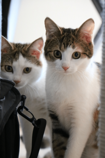 Why Do Cats Like To Cuddle