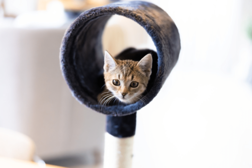 Why Do Cats Like Tunnels