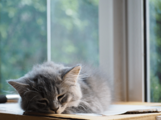 Why Do Cats Sleep In A Ball