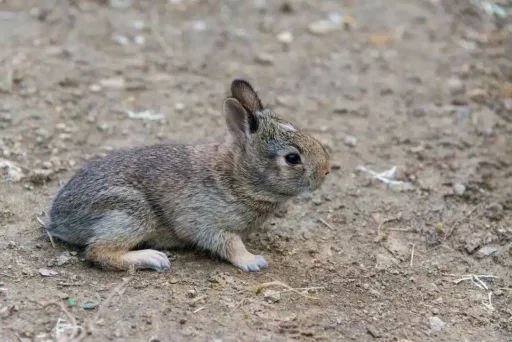 Rabbit, Bunny, Cute, Puppy, Kitten, Young, Wildlife
