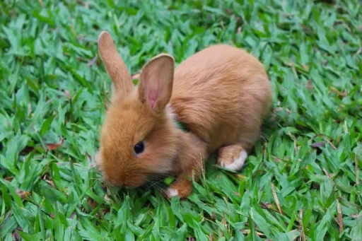 Rabbit, Animal, Baby Rabbit, Bunny, Cute, Nature