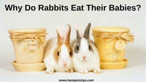 Why Do Rabbits Eat Their Babies? All You Need To Know