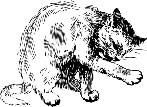 Why Does Cat Lick My Ear