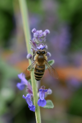 Why Does Catnip Make Cats Go Crazy