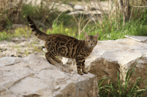 Why Does My Cat Roll Around On Their Back