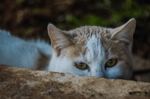Why Does My Cat Sit Behind Me