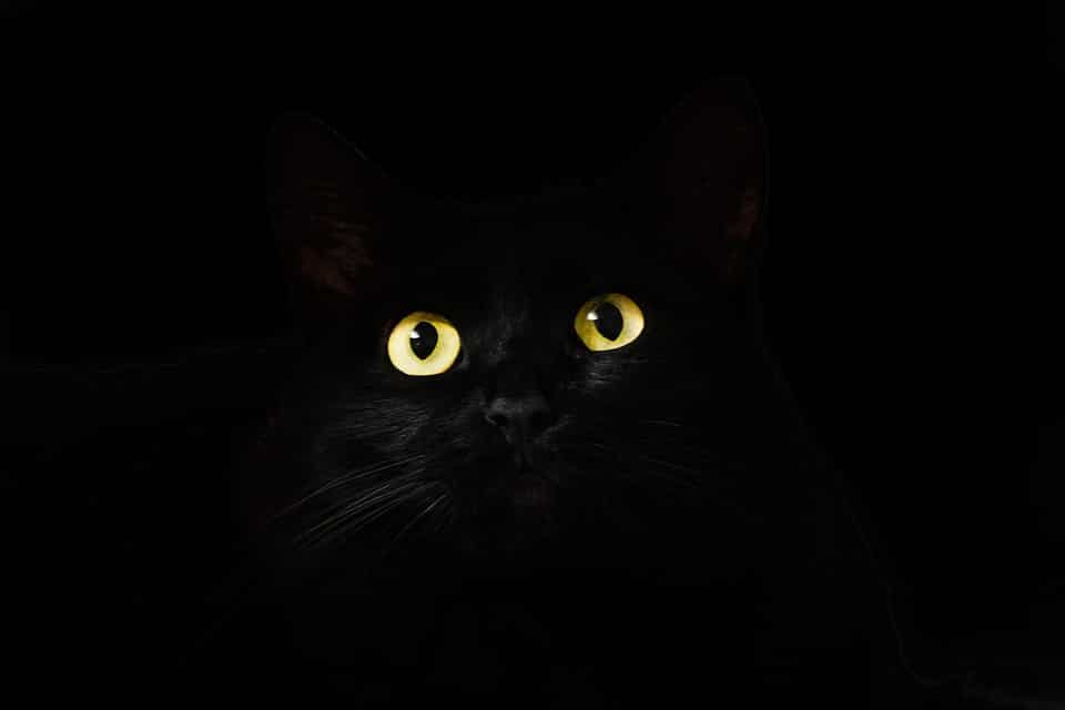 Cat'S Eyes, Cat, Black, Looking, Gaze, Staring
