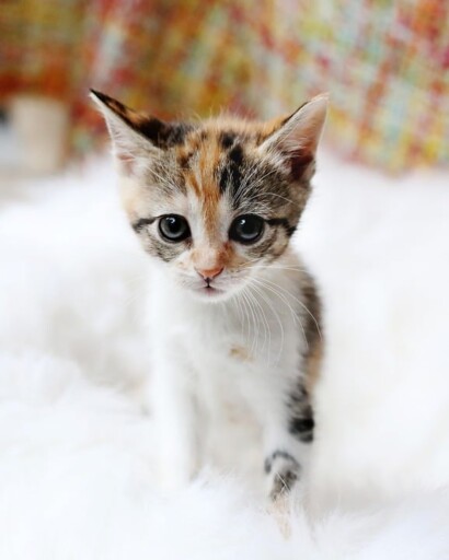 Kitten, Cute, Cat, Animal, Fur, Pet, Domestic, Staring