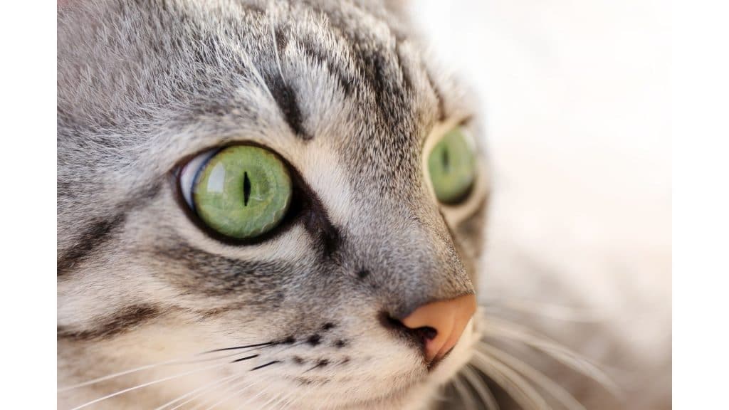 why does my cat stare at me while I sleep