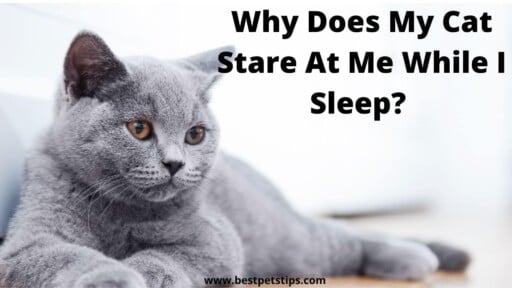 Why Does My Cat Stare At Me While I Sleep? All You Need To Know