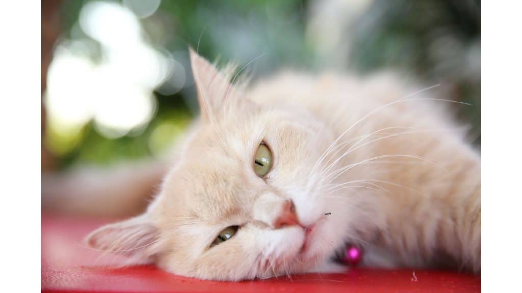 Cat lying down and staring