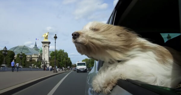 Why Dogs Like Sticking Their Heads Out Of Car Windows