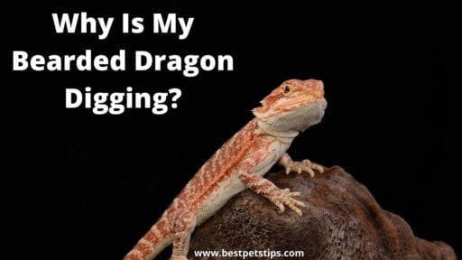 Why Is My Bearded Dragon Digging? All You Need To Know