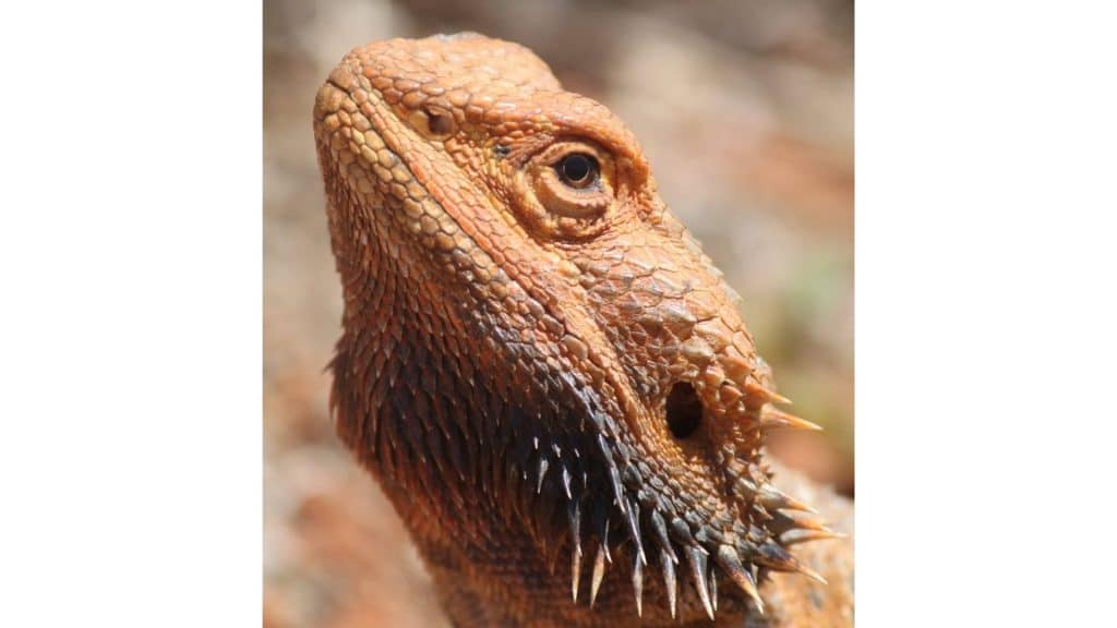 Bearded dragon in brumation period