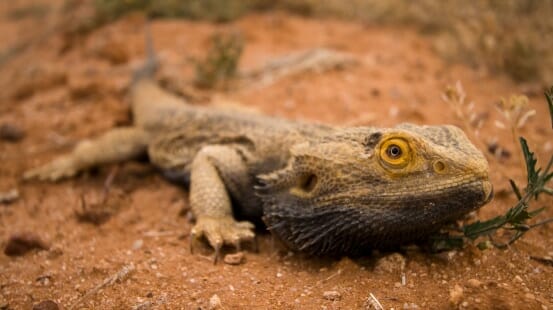 Bearded Dragon in South Australia's Strzelecki Desert.