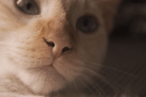 Why Is My Cat Breathing So Hard