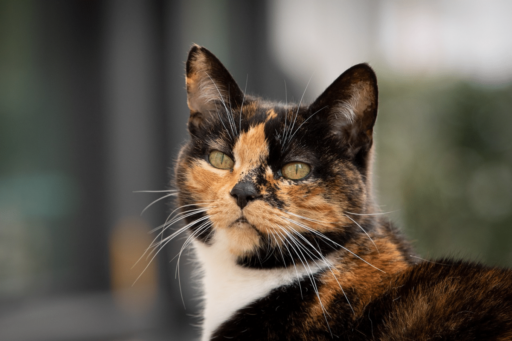 Why Is My Cat Purring All The Time