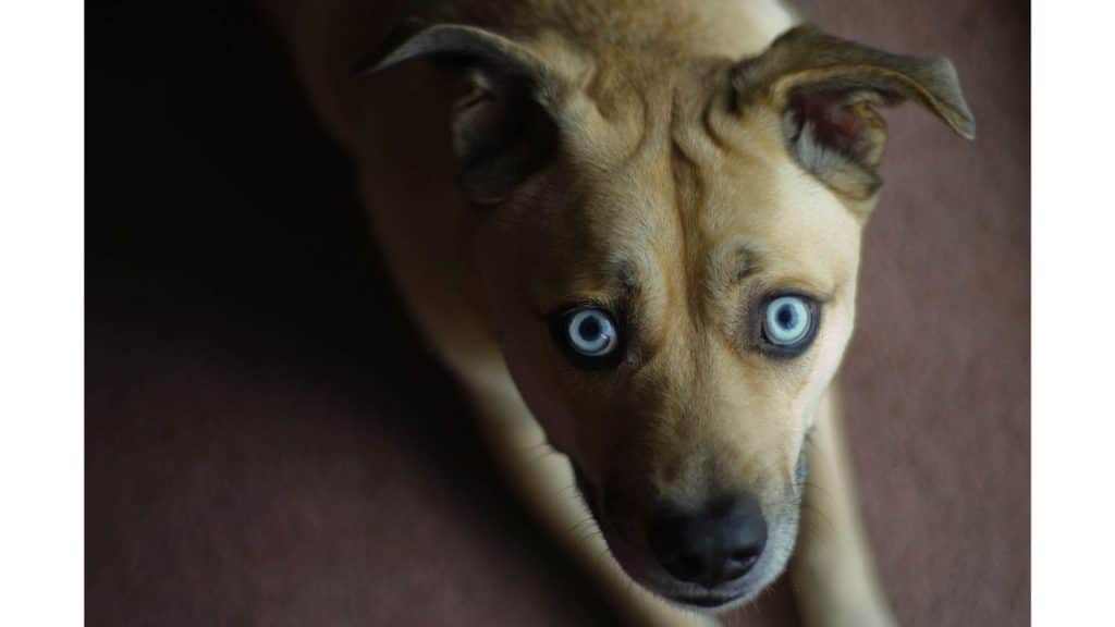 A brown dog looking up