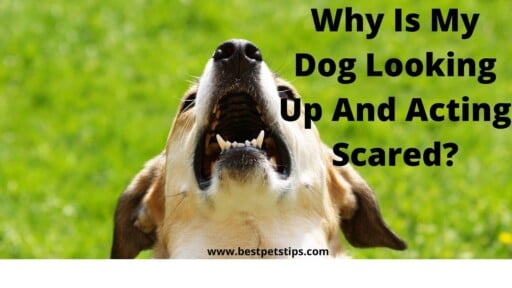 Why Is My Dog Looking up and Acting Scared?