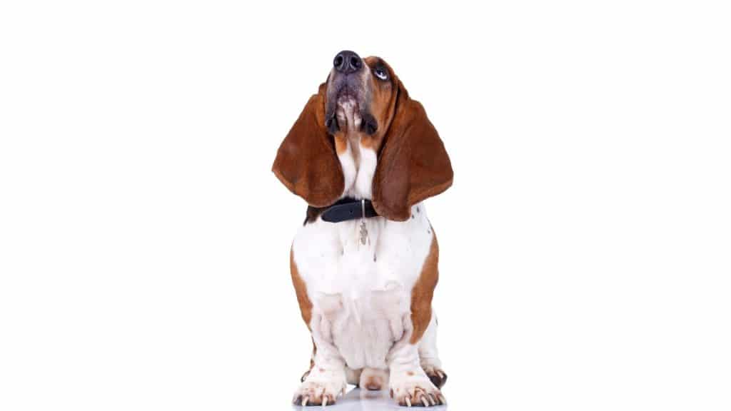 dog looking up at the sky