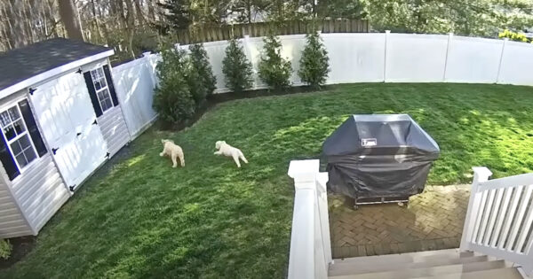 Why Two Dogs Are Always Better Than One