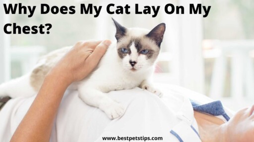 Why does my cat lay on my chest? Here Are 5 Arguments in Support