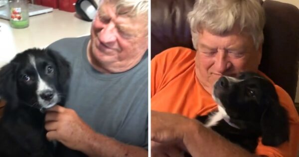 Widowed Dad Felt His Life Was Over, Then He Met A Chunky Puppy Named “Bear”