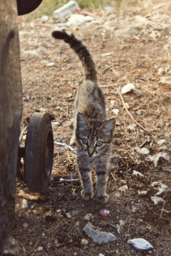 Will A Cat Litter Deodorizer Work