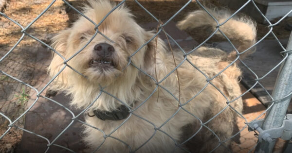 Winnie Dances After Grooming Session To Free Her From Her Fur Prison