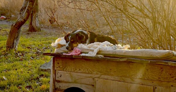 With The Country Under Attack, The Owners Fled Leaving Their Dog Behind