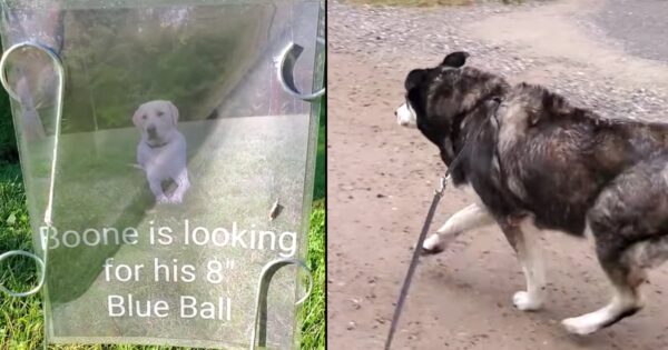 Woman And Dog See A Sign While On A Walk, Help Random Dog Look For His Ball