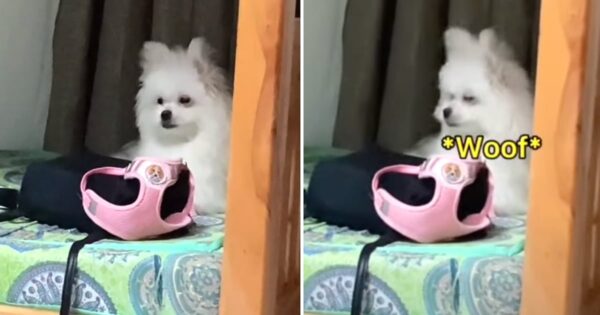 Woman Asks Her Dog To ‘Whisper Bark,’ And She Does On Command