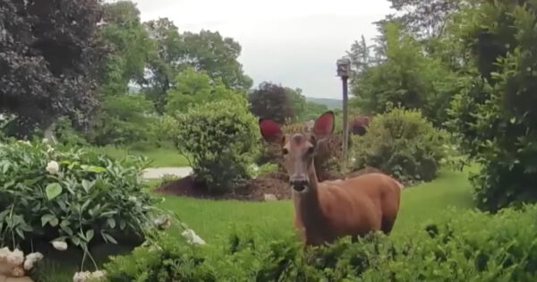 Woman Connects To Doorbell Cam To Say Hi To The Deer Eating The Bushes