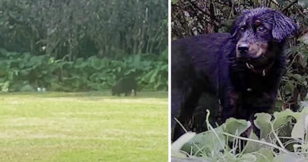 Woman Finds A Lost Dog In The Woods Wearing Two Collars