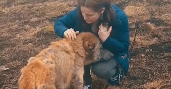 Woman Finds Sickly Dog Near A Landfill And Gets Close To Inspect Her