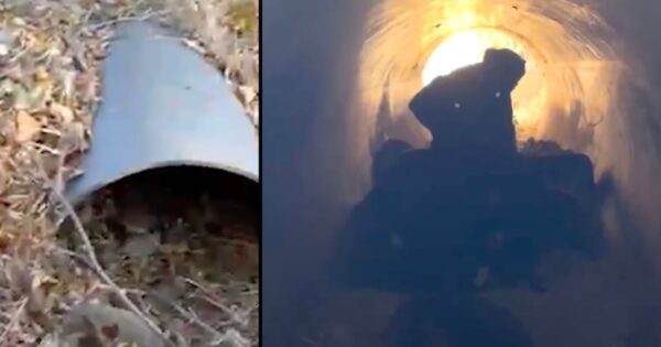 Woman Hears A Noise Coming From A Pipe, Looks In To See Two Eyes Staring Back