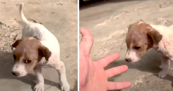 Woman Is On Vacation When A Tiny Puppy Comes Out Of Nowhere