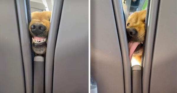 Woman Is Thoroughly Entertained On Train Ride By One Hungry Passenger