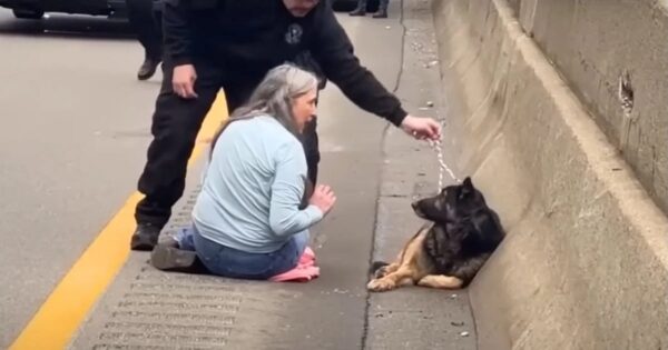 Woman Jumps Onto Freeway To Save Loose German Shepherd Dog Who Got Hit By A Car