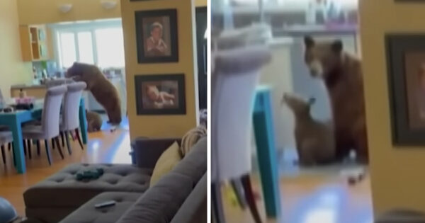 Woman Leaves Window Open, And Bears Make Themselves At Home
