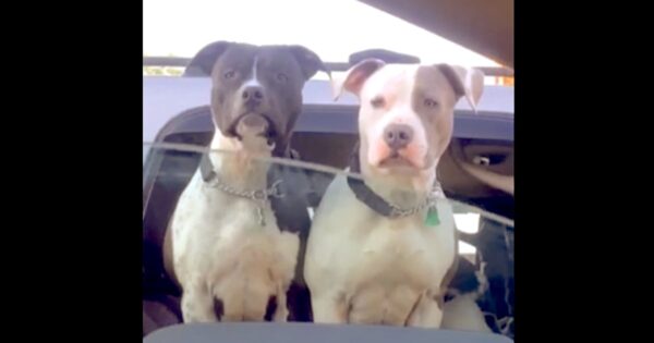 Woman Rolls Down Window To Say Hi To Dogs At Traffic Stop, Another Friend Pops Up