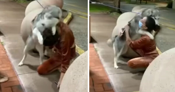 Woman Sees Her Husky Again After She Was Stolen Away From Her